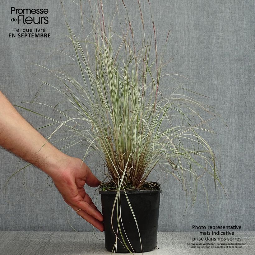 Amostra de Schizachyrium scoparium Chameleon Vaso de 2 L/3 L tal como entregue no verão