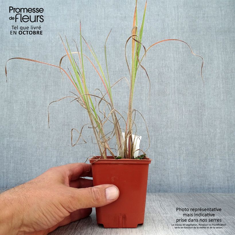 Amostra de Schizachyrium scoparium Ha Ha Tonka Vaso de 8/9 cm tal como entregue no outono