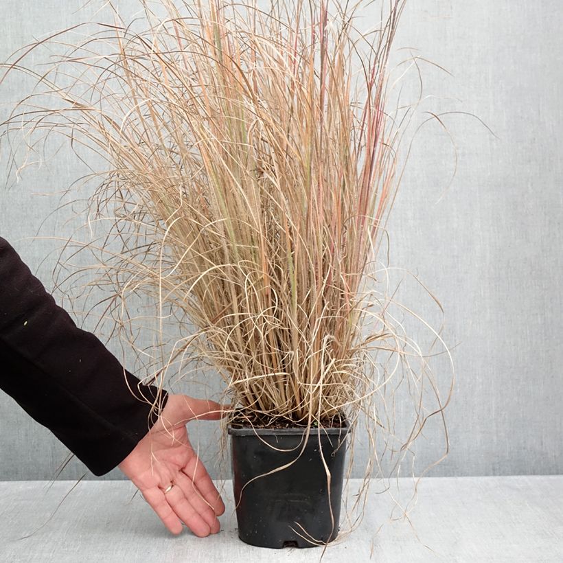 Amostra de Schizachyrium scoparium Ha Ha Tonka Vaso de 2 L/3 L tal como entregue no outono