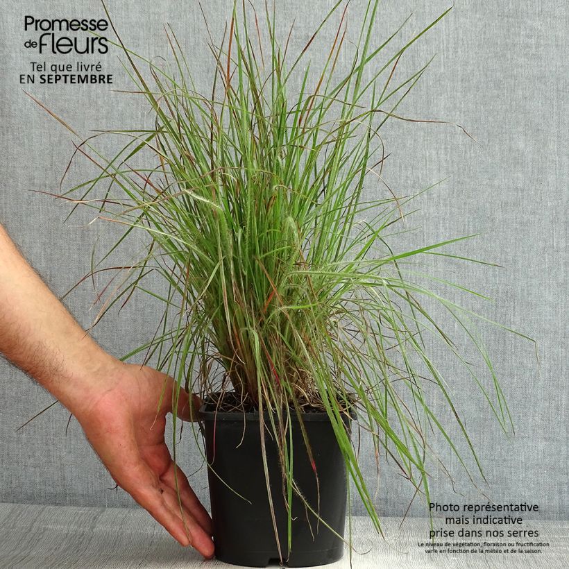 Amostra de Schizachyrium scoparium Ha Ha Tonka Vaso de 2 L/3 L tal como entregue no verão