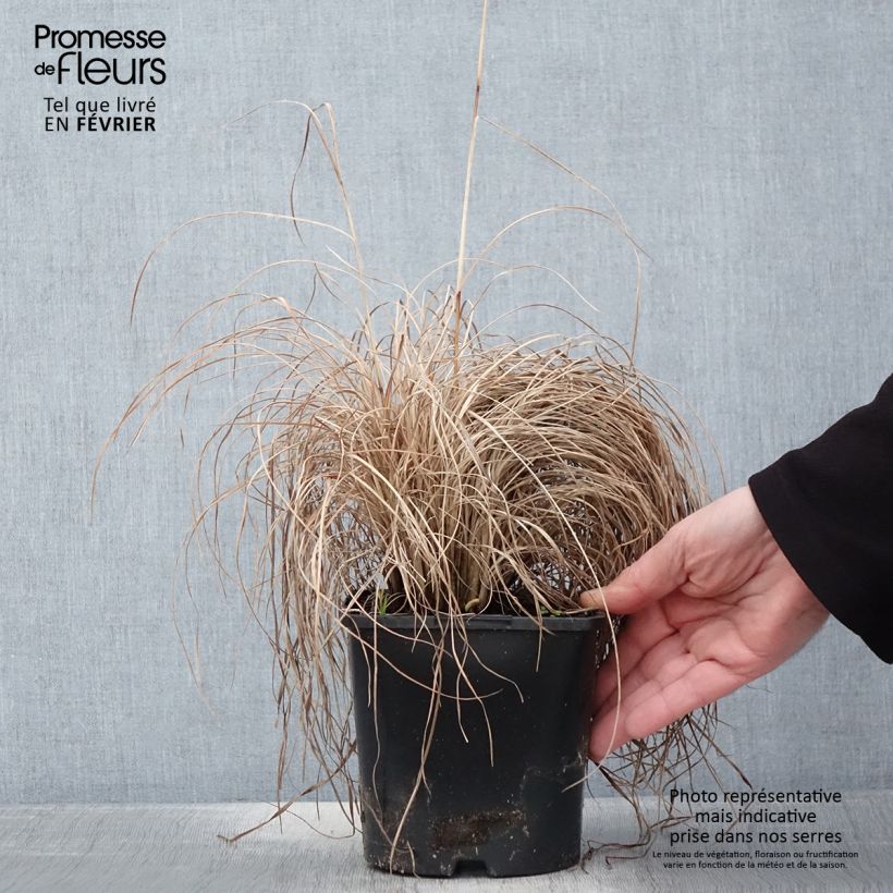 Amostra de Schizachyrium scoparium Ha Ha Tonka - Herbe à balais Vaso de 2 L/3 L tal como entregue no inverno