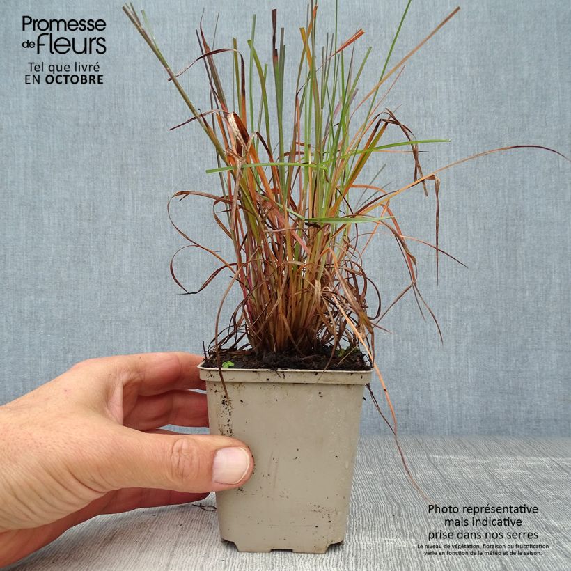 Amostra de Schizachyrium scoparium Prairie Blues Vaso de 8/9 cm tal como entregue no outono