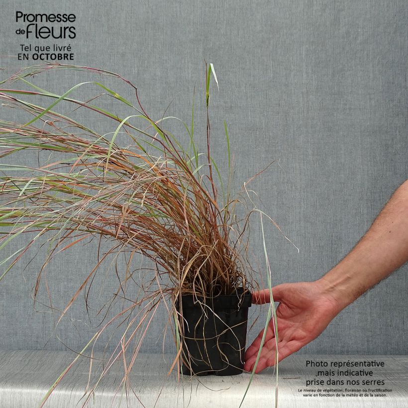 Amostra de Schizachyrium scoparium Prairie Blues Vaso de 2 L/3 L tal como entregue no outono
