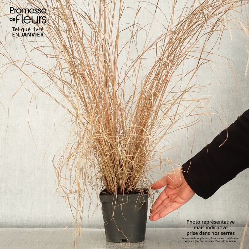 Amostra de Schizachyrium scoparium Prairie Blues Vaso de 2 L/3 L tal como entregue no inverno