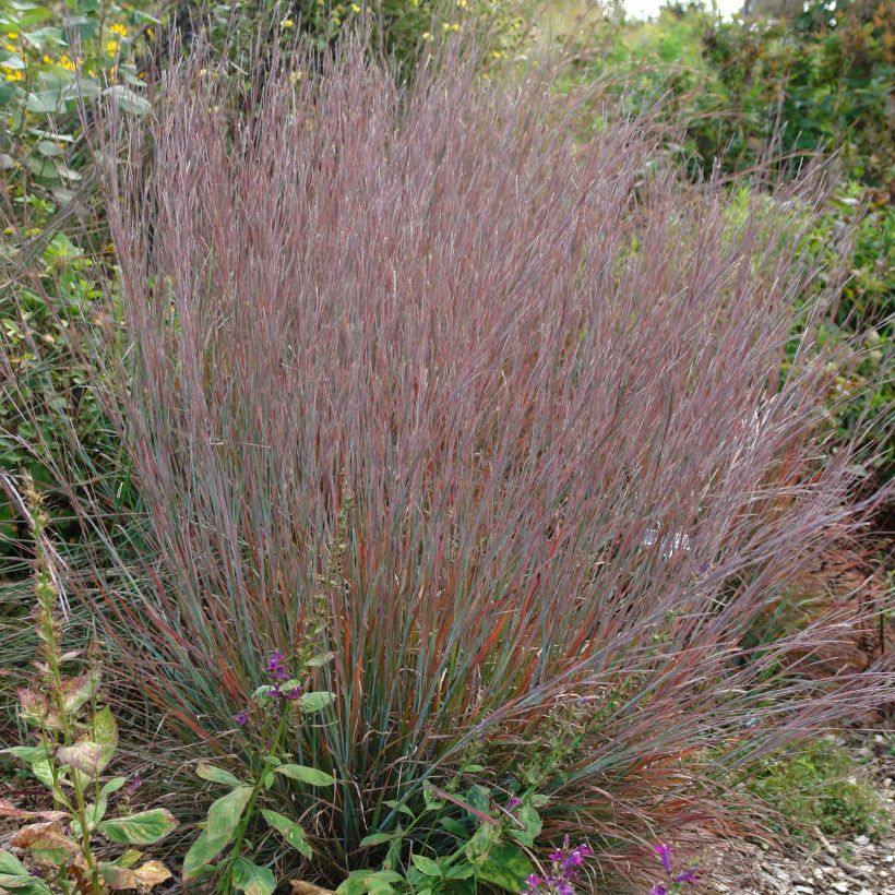 Schizachyrium scoparium Standing Ovation (Hábito)