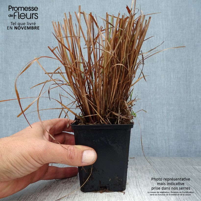 Amostra de Schizachyrium scoparium Standing Ovation Vaso de 8/9 cm tal como entregue no outono