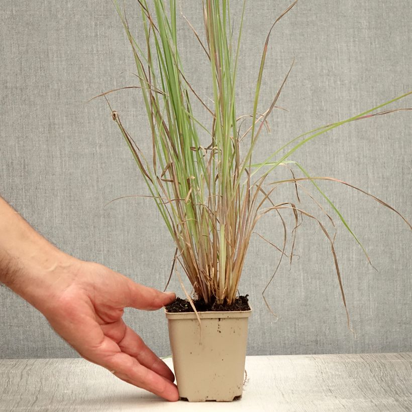Amostra de Schizachyrium scoparium Standing Ovation Vaso de 8/9 cm tal como entregue no verão
