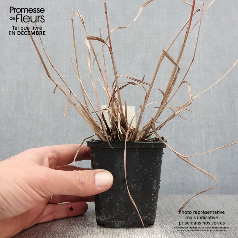 Amostra de Schizachyrium scoparium Wild West Vaso de 8/9 cm tal como entregue no outono