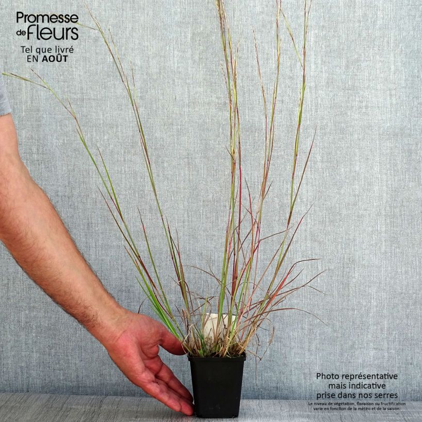 Amostra de Schizachyrium scoparium Wild West Vaso de 8/9 cm tal como entregue no verão