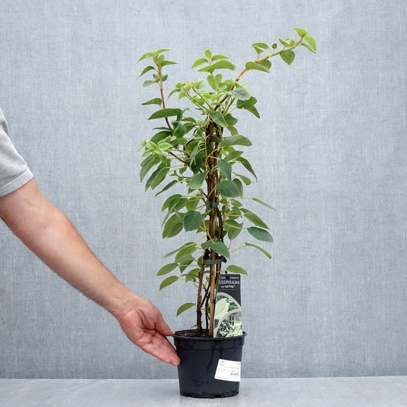 Amostra de Schizophragma fauriei Angel Wings Vaso de 2 L/3 L tal como entregue no verão