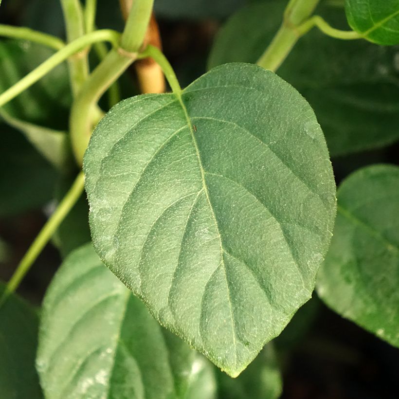 Schizophragma fauriei Angel Wings (Folhagem)
