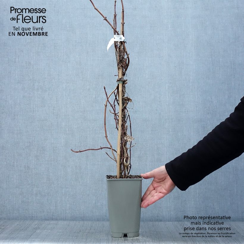 Amostra de Schizophragma hydrangeoides Burst of Light Vaso de 2 L/3 L tal como entregue no outono