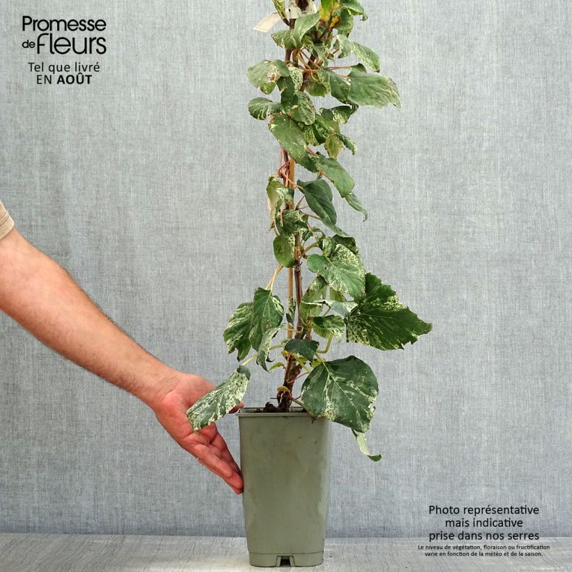 Amostra de Schizophragma hydrangeoides Burst of Light Vaso de 2 L/3 L tal como entregue no verão