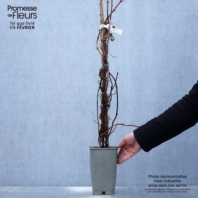 Amostra de Schizophragma hydrangeoïdes Burst Of Light Vaso de 2 L/3 L tal como entregue no inverno