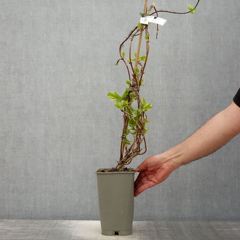 Amostra de Schizophragma hydrangeoides Burst of Light Vaso de 2 L/3 L tal como entregue na primavera