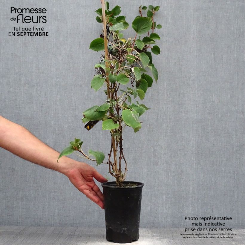 Amostra de Schizophragma hydrangeoides Vaso de 2 L/3 L tal como entregue no outono