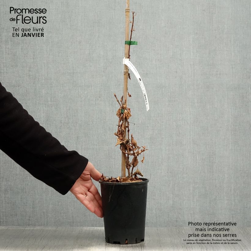 Amostra de Schizophragma hydrangeoïdes Vaso de 2 L/3 L tal como entregue no inverno