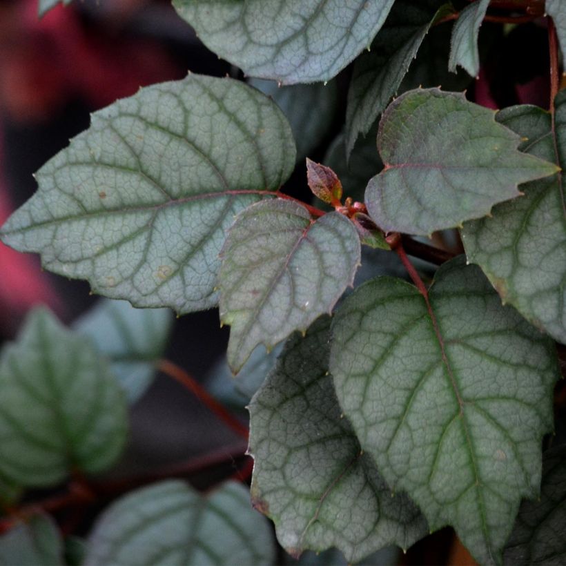 Schizophragma hydrangeoides Moonlight (Folhagem)