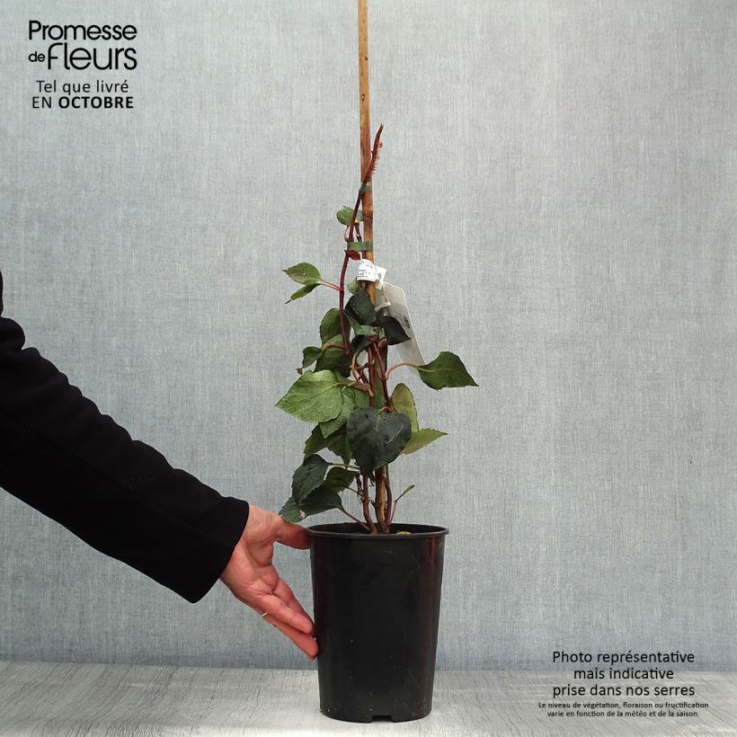 Amostra de Schizophragma hydrangeoides Rose Sensation Vaso de 2 L/3 L tal como entregue no outono