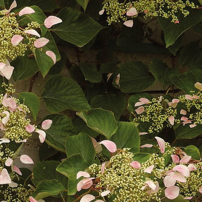 Schizophragma hydrangeoides Rose Sensation (Folhagem)