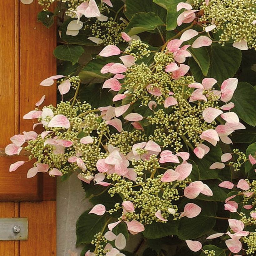 Schizophragma hydrangeoides Rose Sensation (Floração)