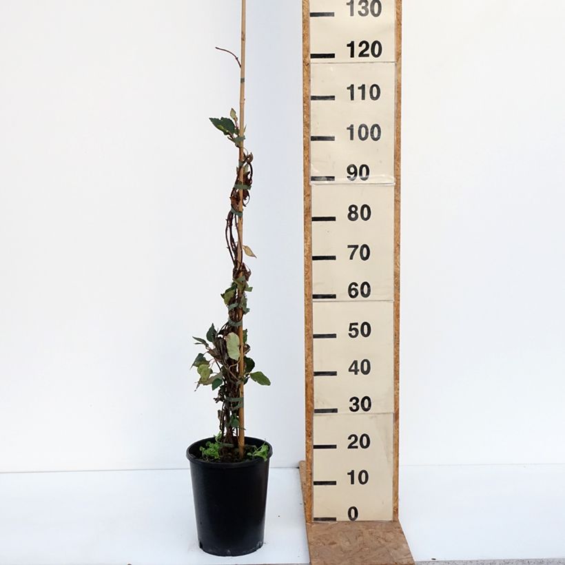 Amostra de Schizophragma hydrangeoides Rose Sensation (Roseum) Vaso de 6 L/7 L tal como entregue no outono