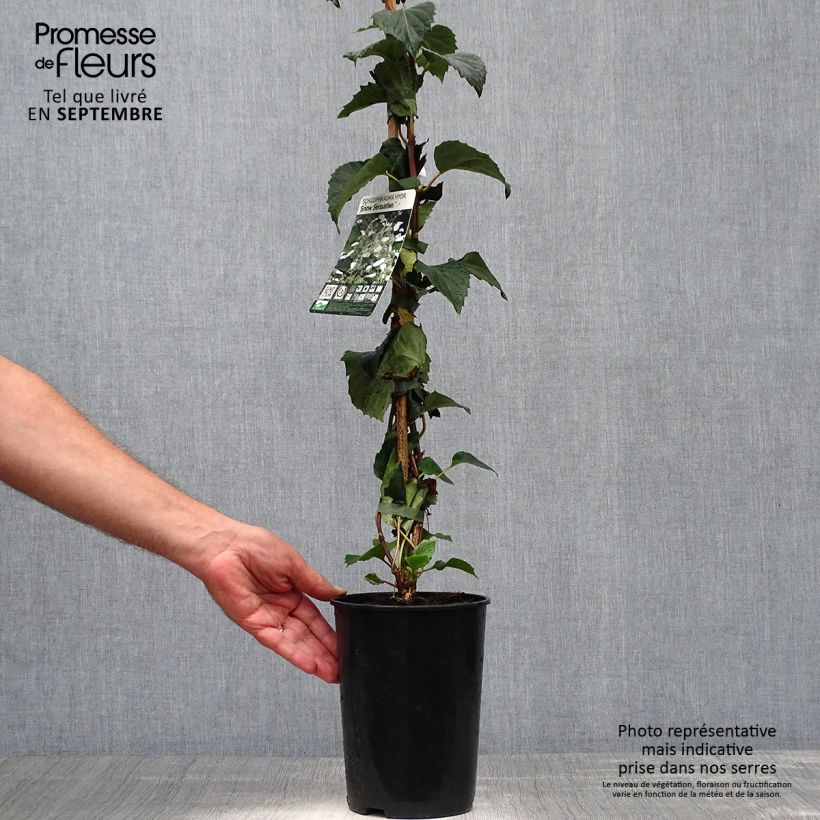 Amostra de Schizophragma hydrangeoides Snow Sensation - Faux hortensia grimpant Pot de 3L/4L tal como entregue no outono