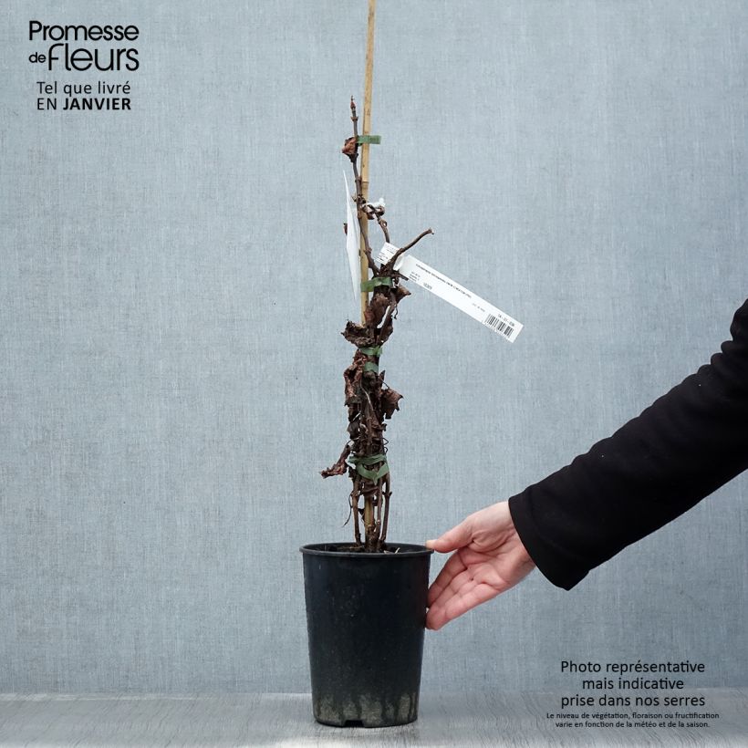 Amostra de Schizophragma hydrangeoides Snow Sensation - Faux hortensia grimpant Pot de 3L/4L tal como entregue no inverno