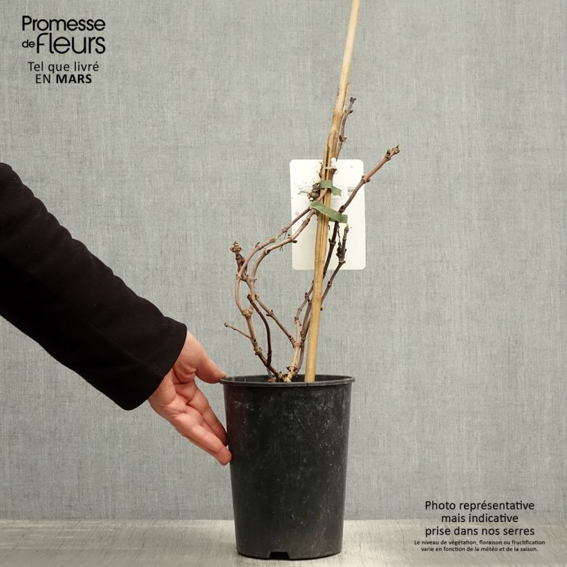 Amostra de Schizophragma hydrangeoides Snow Sensation Vaso de 3 L/4 L tal como entregue na primavera