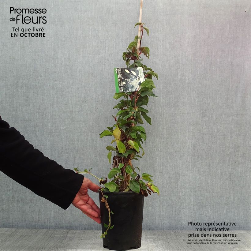 Amostra de Schizophragma hydrangeoides Windmills Vaso de 2 L/3 L tal como entregue no outono