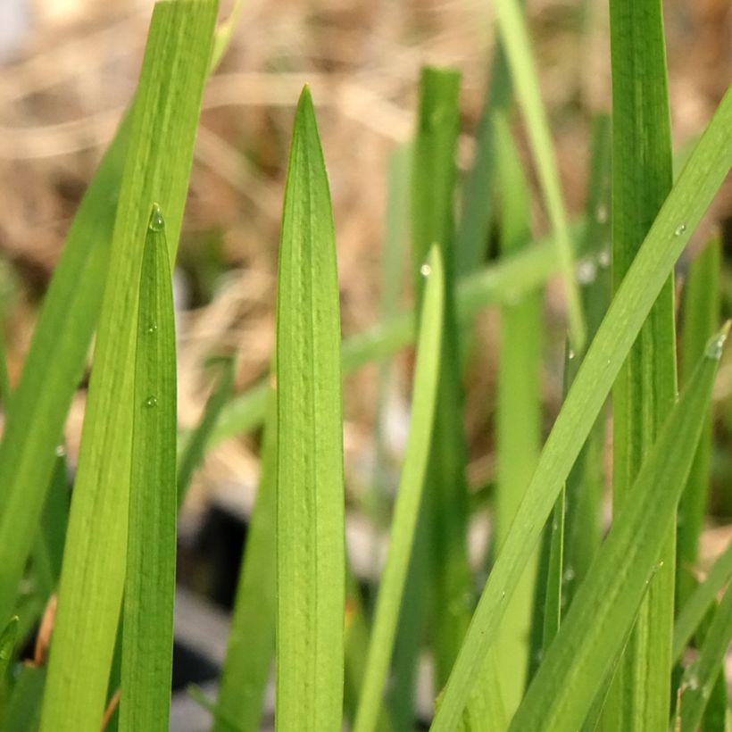 Schizostylis coccinea (Folhagem)