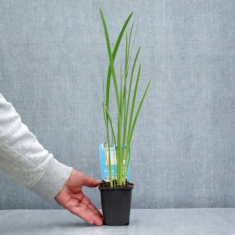 Amostra de Schizostylis coccinea - Lis des Cafres Godet de 8/9 cm tal como entregue no verão