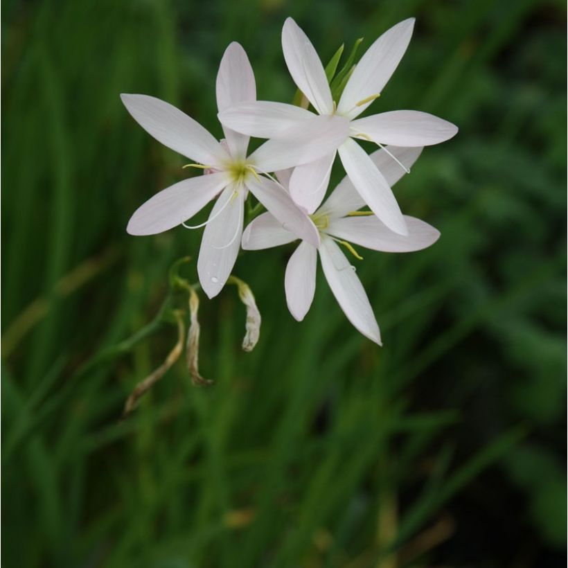 Schizostylis coccinea Alba (Hábito)