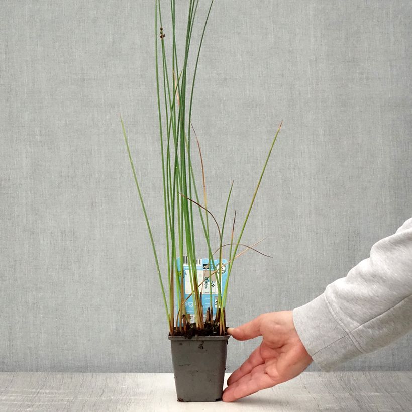 Amostra de Schoenoplectus lacustris Vaso de 8/9 cm tal como entregue no verão