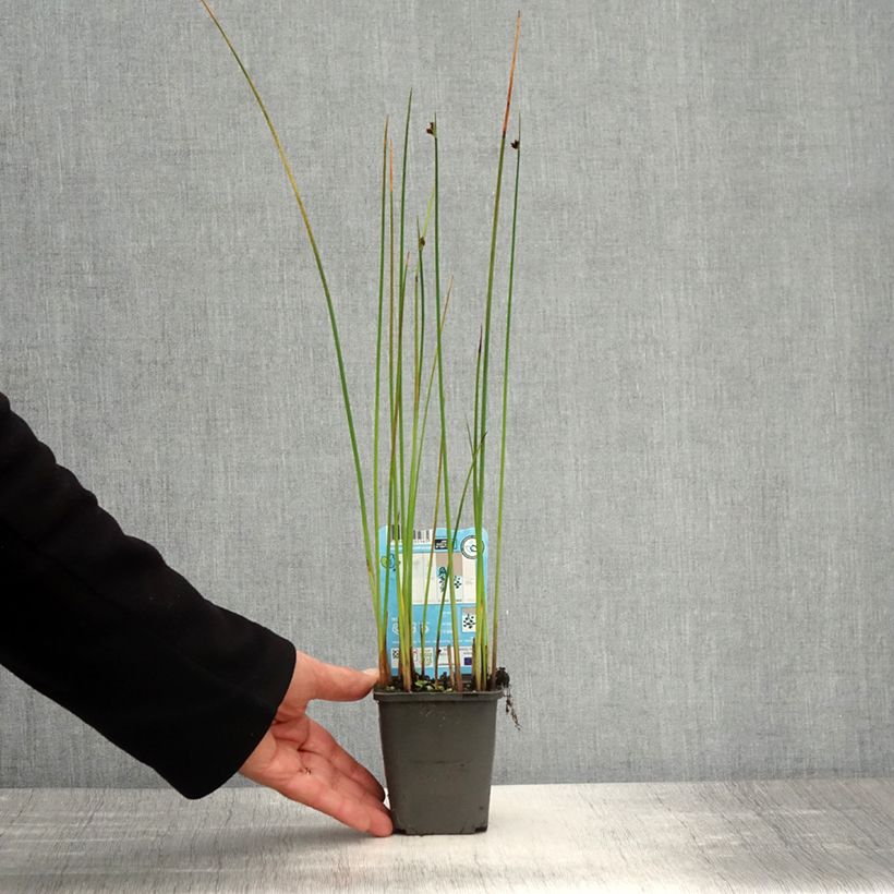 Amostra de Schoenoplectus lacustris Vaso de 8/9 cm tal como entregue na primavera