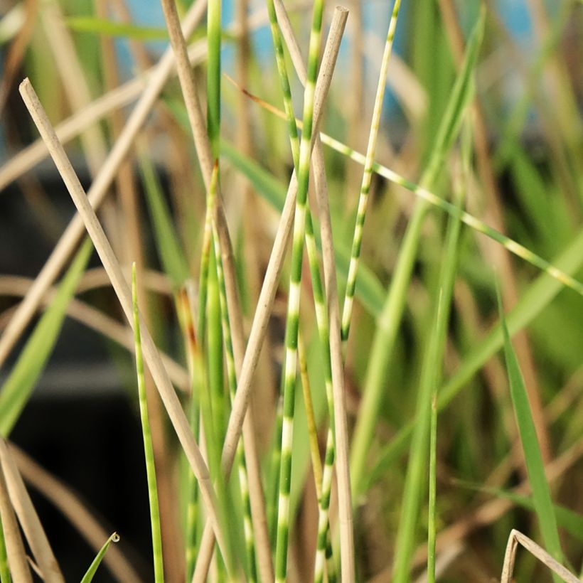 Schoenoplectus tabernaemontani Zebrinus (Folhagem)