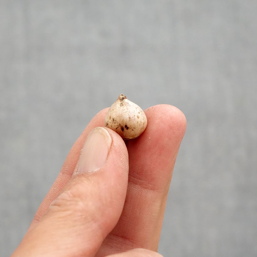 Amostra de Scille à deux feuilles - Scilla bifolia Rosea Bulbe Kaliber/Größe 4+ tal como entregue na primavera