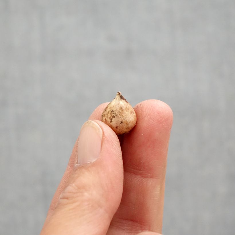 Amostra de Scilla bifolia - Glória-da-neve Bulbo Calibre 4+ tal como entregue na primavera