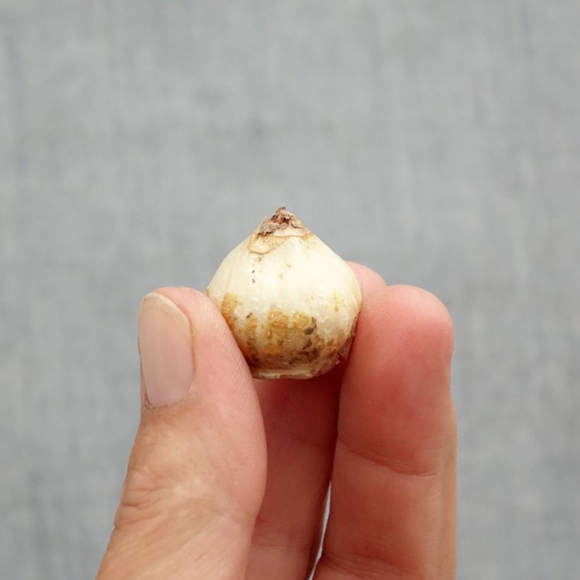 Amostra de Scille de Sibérie - Scilla siberica Alba Bulbe Kaliber/Größe 8+ tal como entregue na primavera