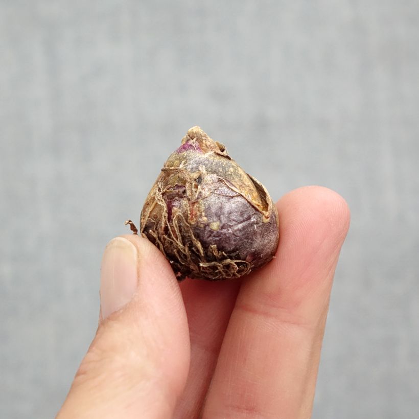 Amostra de Scilla siberica Spring Beauty - Escila-da-sibéria Bulbo Calibre 9+ tal como entregue na primavera