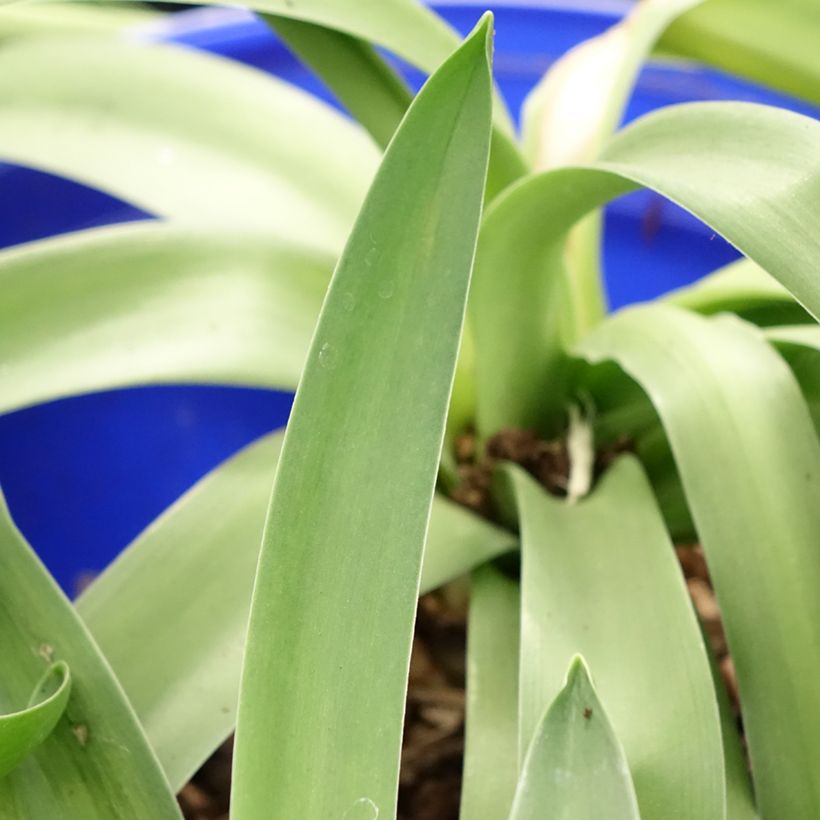 Scilla peruviana (Folhagem)