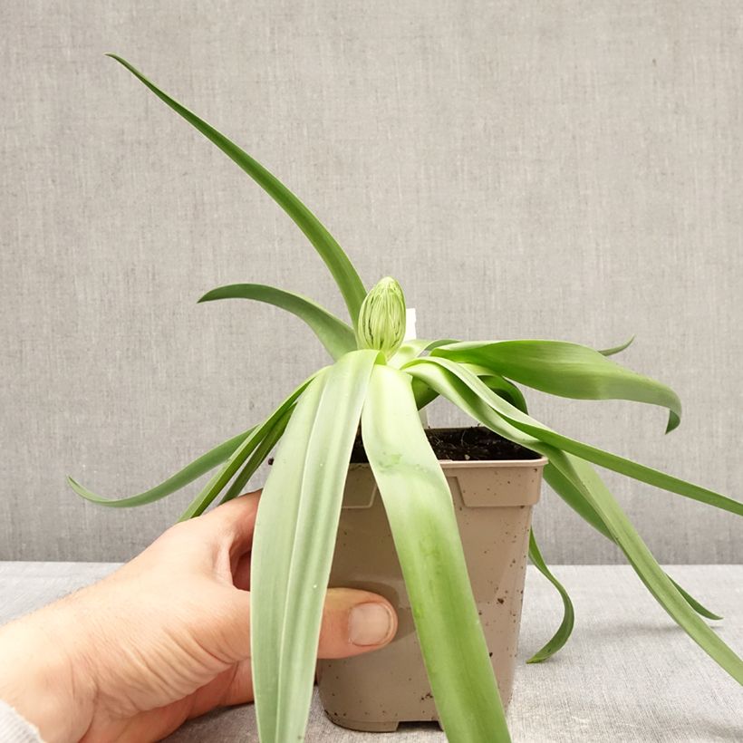 Amostra de Scilla peruviana Vaso de 12 cm/13 cm Calibre 16/18 tal como entregue na primavera