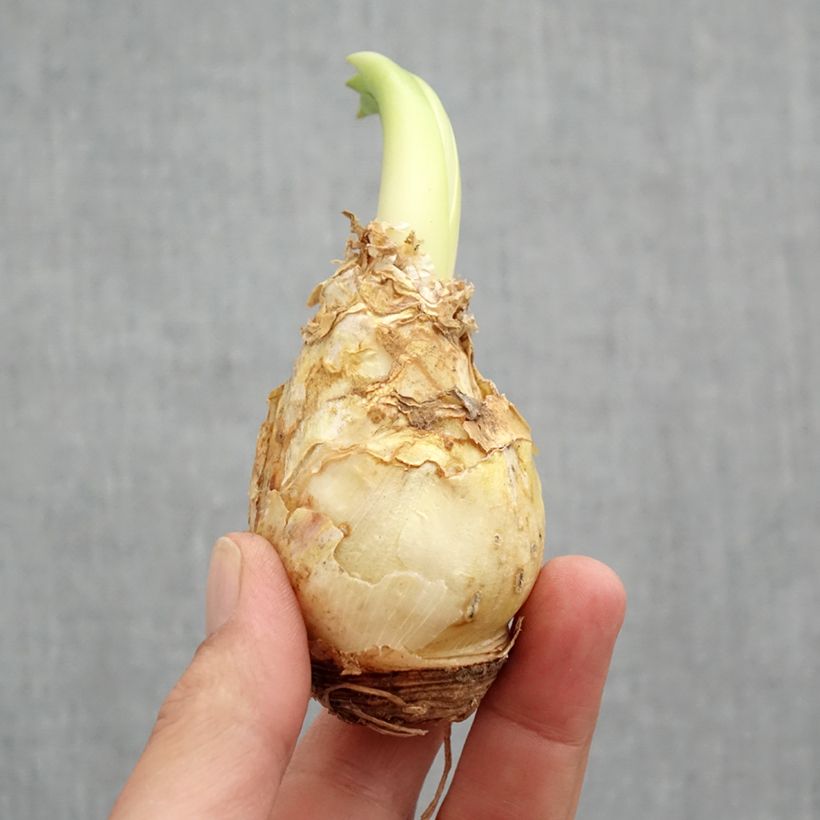 Amostra de Scille du Pérou - Scilla peruviana White Moon Bulbo size 16+ tal como entregue na primavera