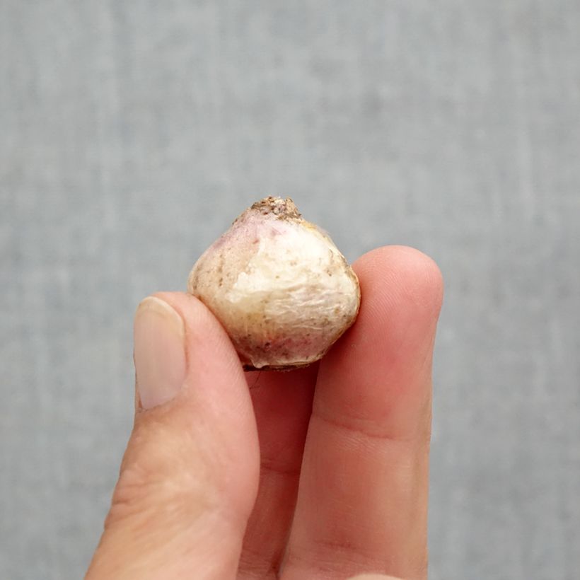 Amostra de Scille mischtschenkoana Tubergeniana Bulbo size 8+ tal como entregue na primavera