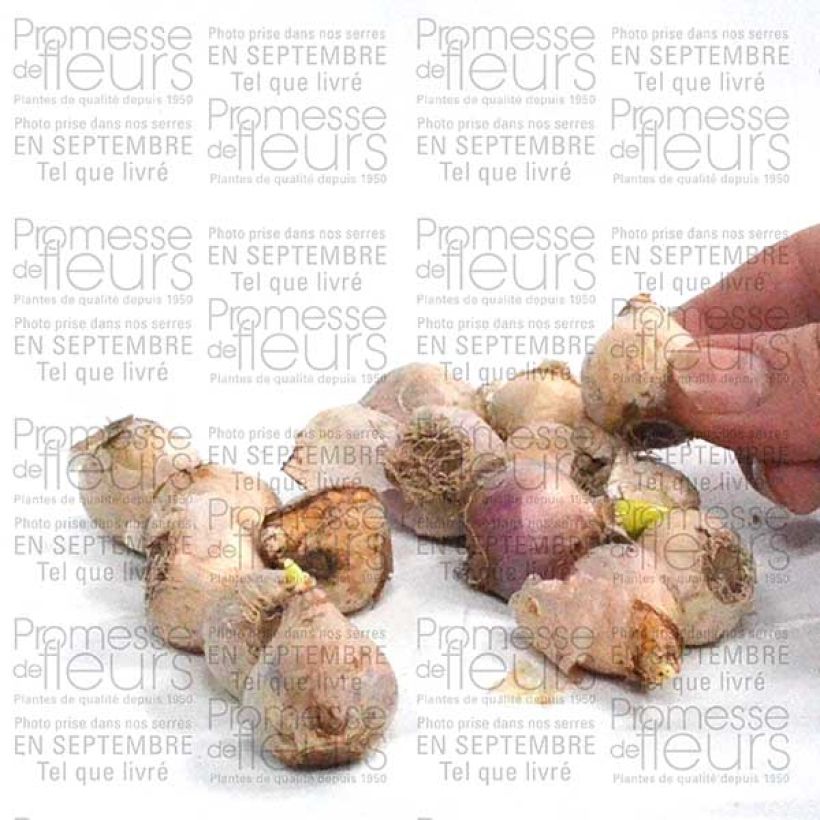 Exemplo de amostra de Scille de Sibérie - Scilla siberica Alba Bulbe calibre 8+ tal como entregue