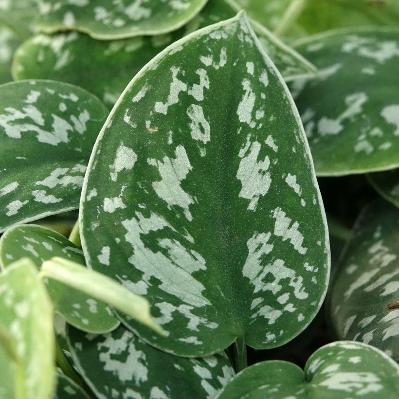 Scindapus pictus - Pothos argenté (Folhagem)