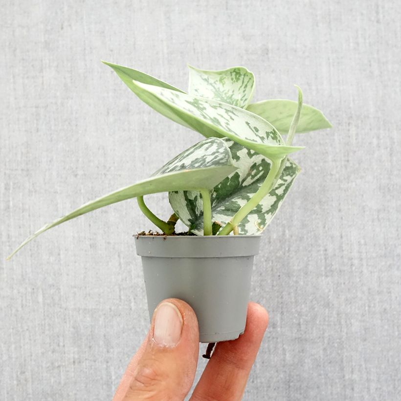 Amostra de Scindapus pictus - Pothos argenté Mini-plante tal como entregue na primavera