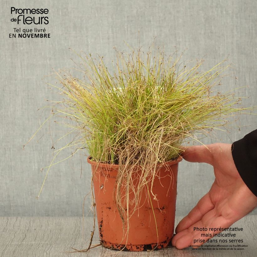 Amostra de Scirpus cernuus Vaso de 1 L/1,5 L tal como entregue no outono