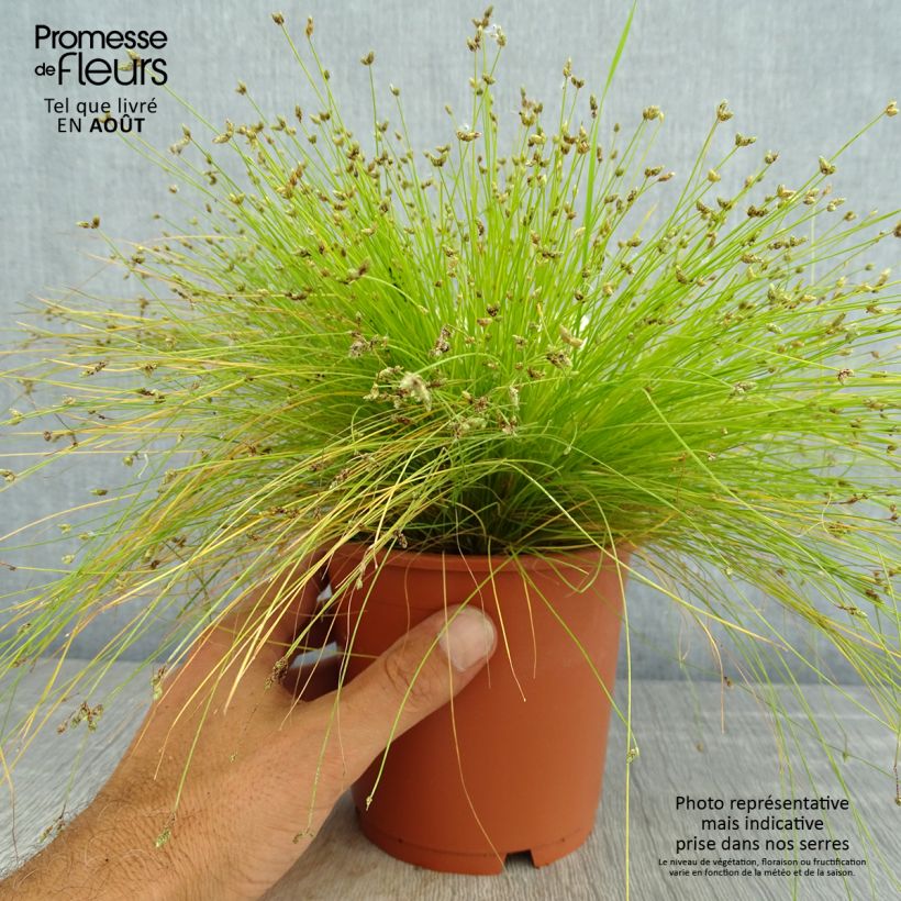 Amostra de Scirpus cernuus Vaso de 1 L/1,5 L tal como entregue no verão