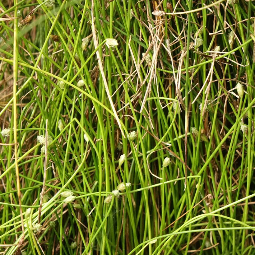 Scirpus cernuus (Folhagem)